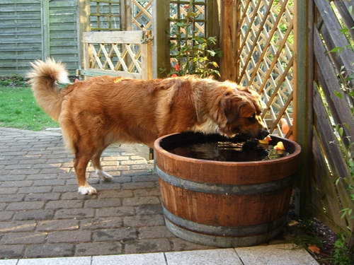 Ein bernhardinergerechter Wassernapf gehrt auch zum Hundeglck.